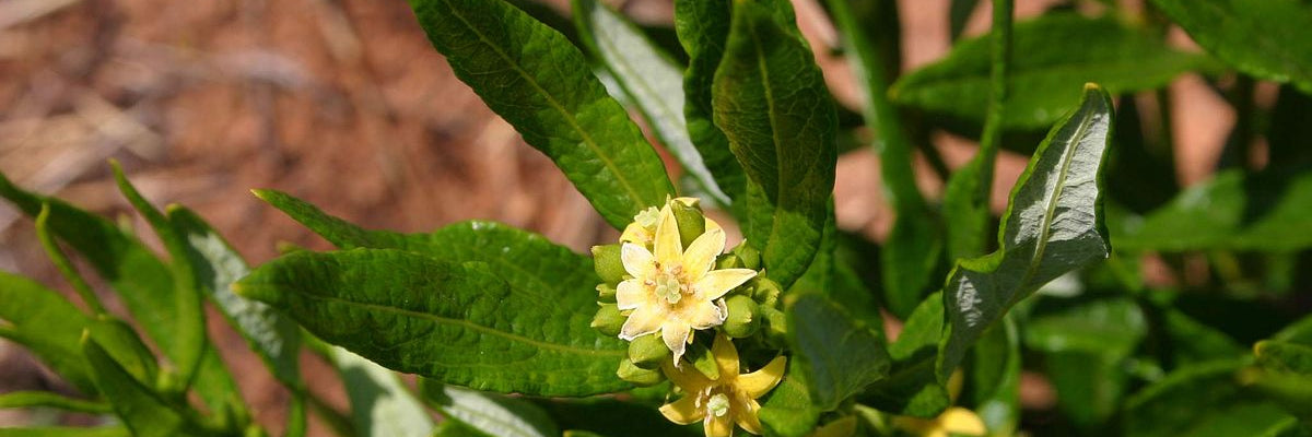 Fadogia Agrestis  AOB Nutrition