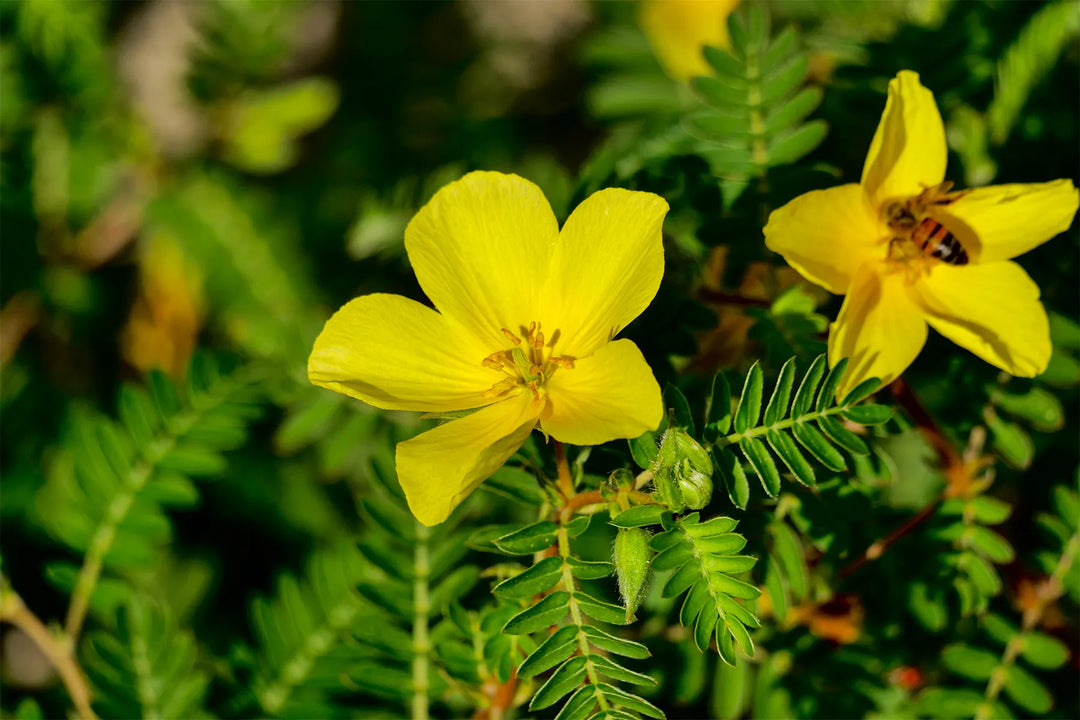 Tribulus Terrestris Benefits for Libido & Vitality | Science Explained